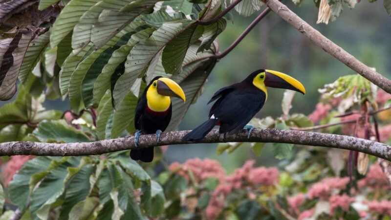 Birdlife in Arenal.
