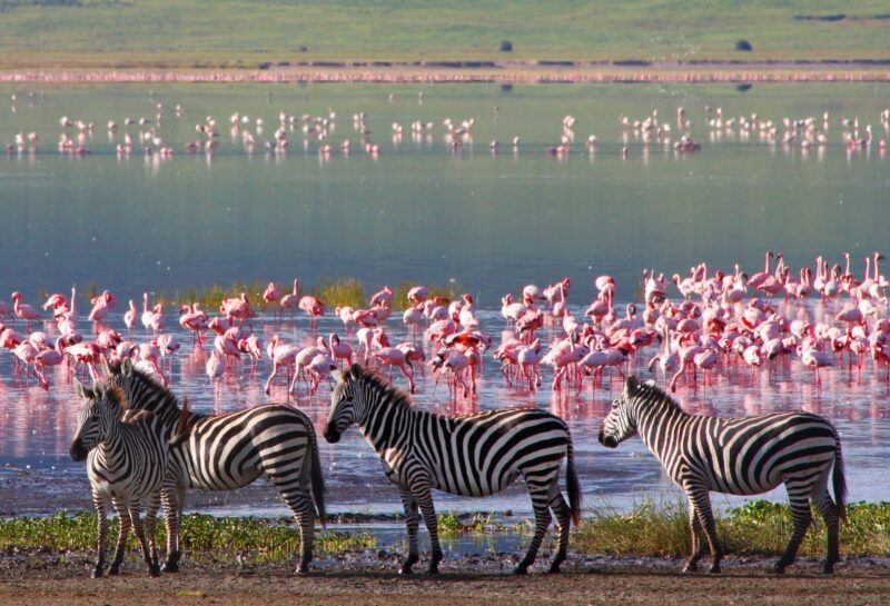 Zebras stand by a lake filled with thousands of pink flamingos during a luxury Ngorongoro Crater safari tours trip.