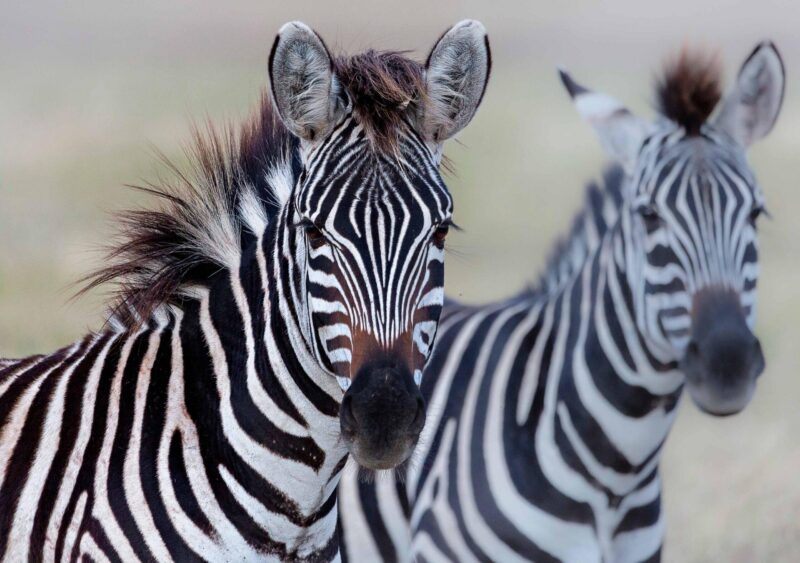 A close-up view of a zebra's face and mane with another zebra blurred in the background.