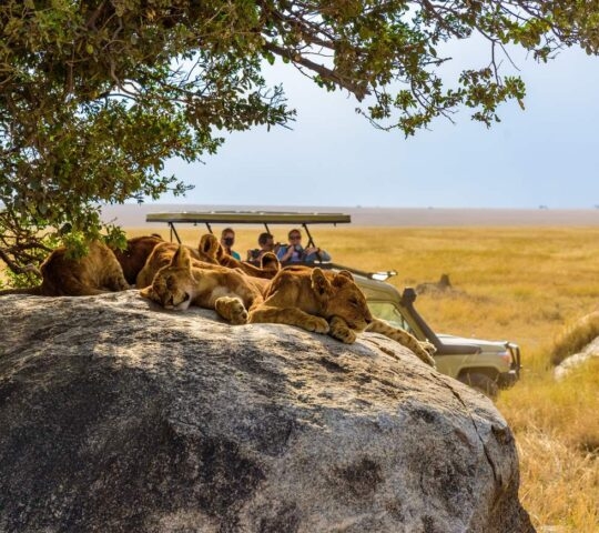 Group of young lions lying on rocks - Masai Mara