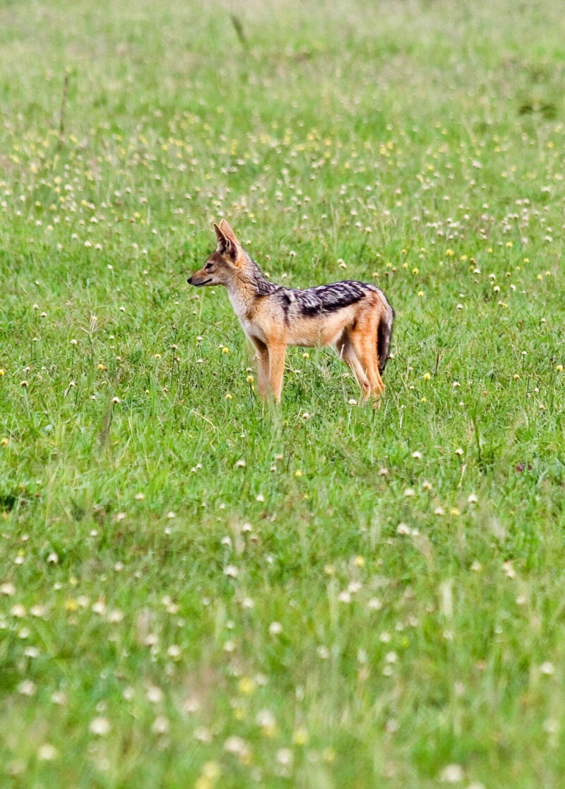 Black-backed jackal on a green field in Singita Grumeti Reserves, Tanzania.
