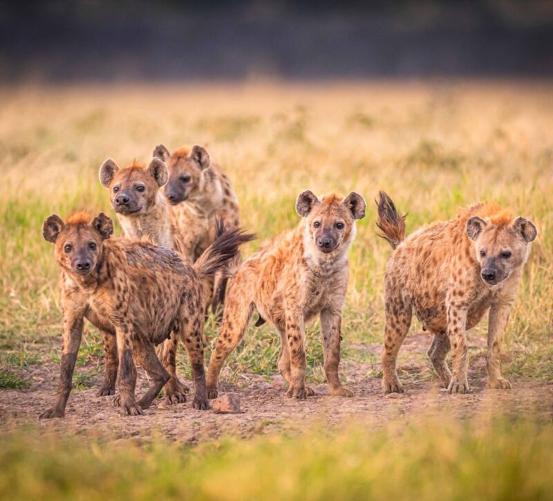 Spotted hyena clan - five animals looking curious on a grassy landscape