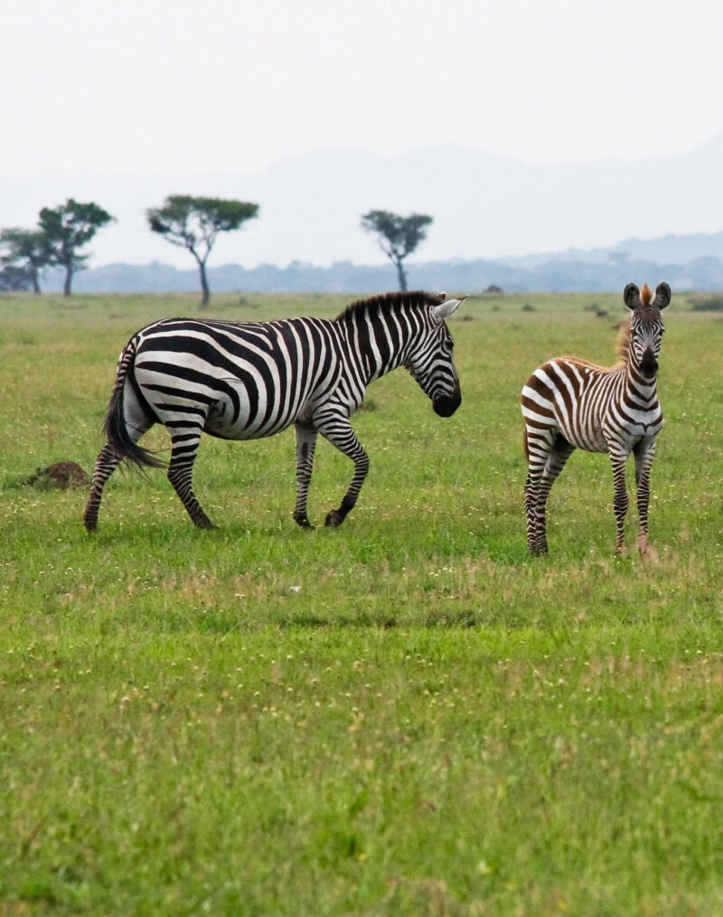 Mother and baby zebra in Singita Grumeti Reserves, Tanzania.