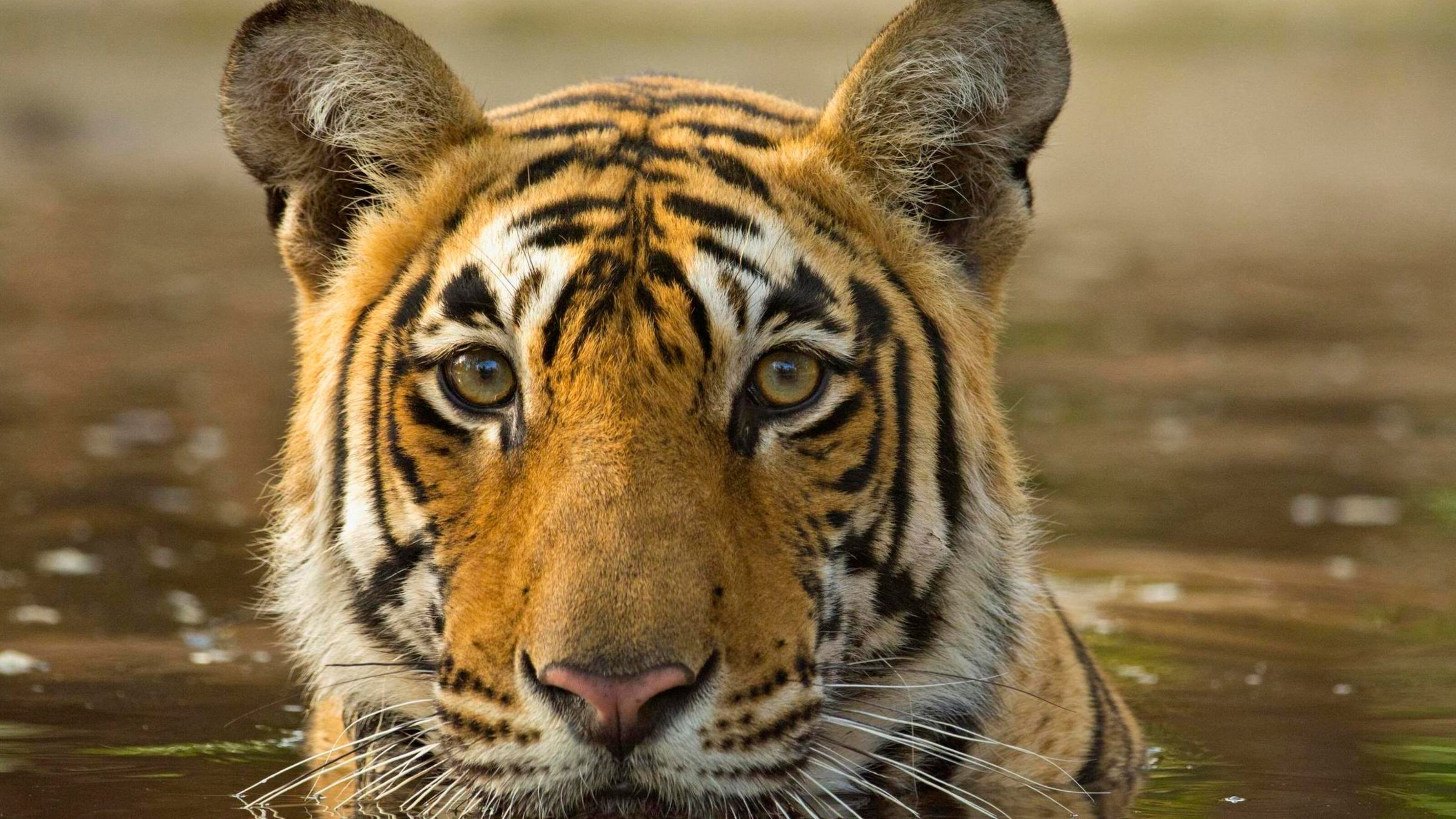 tiger in a pool of water in Ranthambore tiger reserve