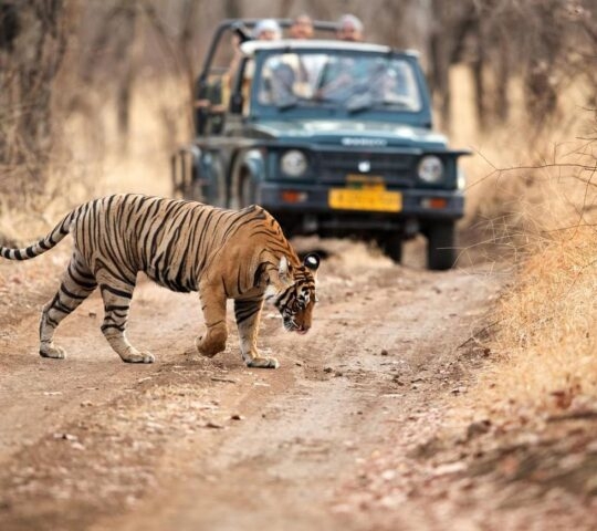 Safari jeep watching tiger in Ranthambhore National Park