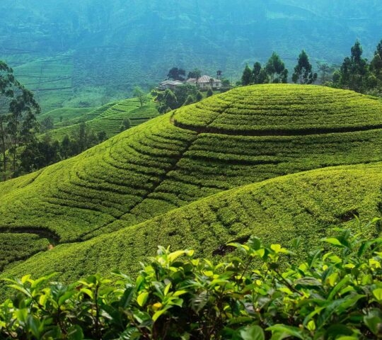 Tea plantation near Nuwara Eliya, Sri Lanka