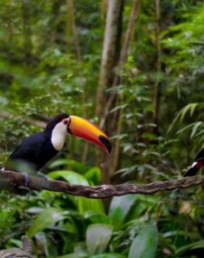 Brazilian and Argentinian Adventure