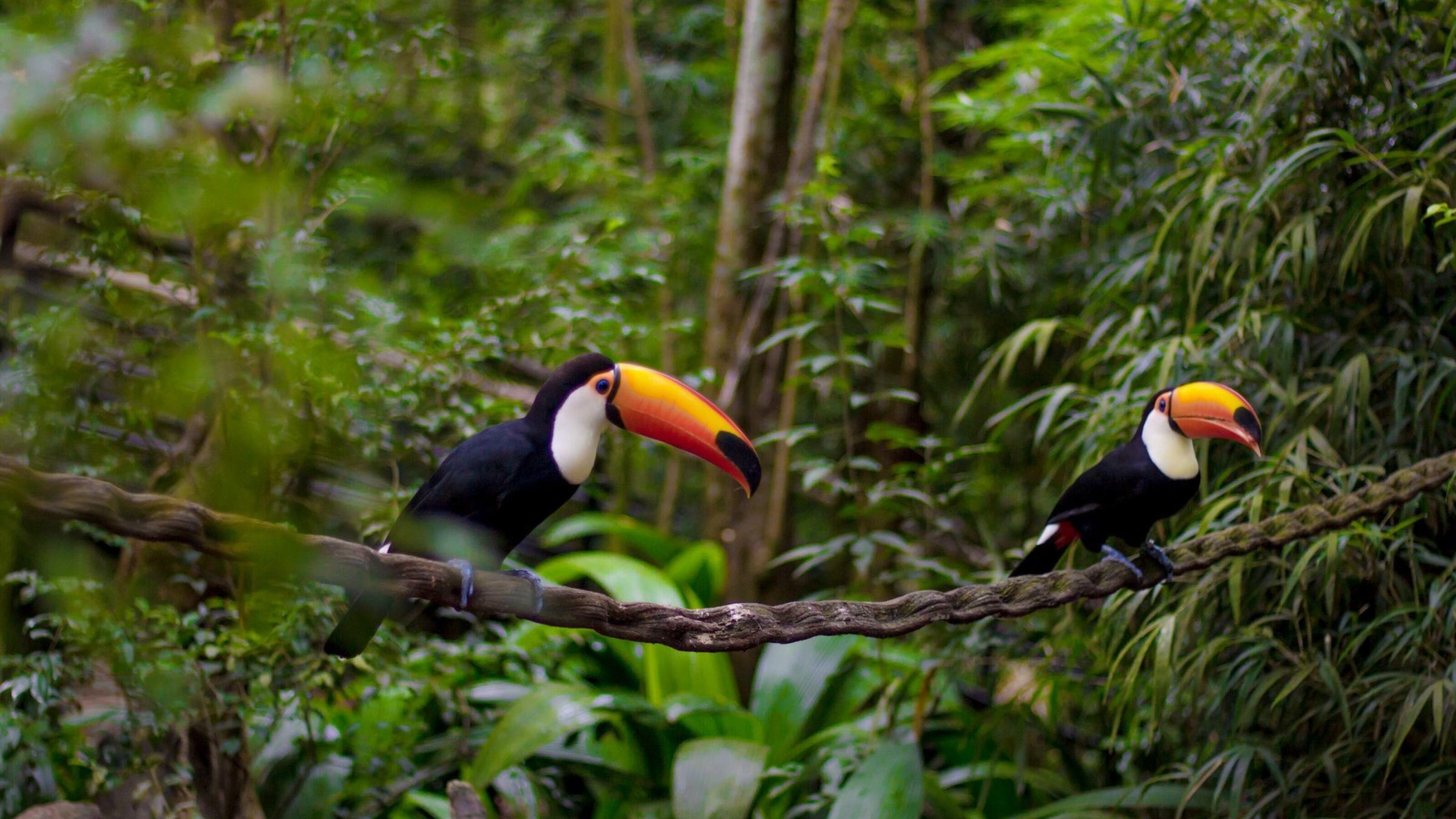 Toucan iguassu falls