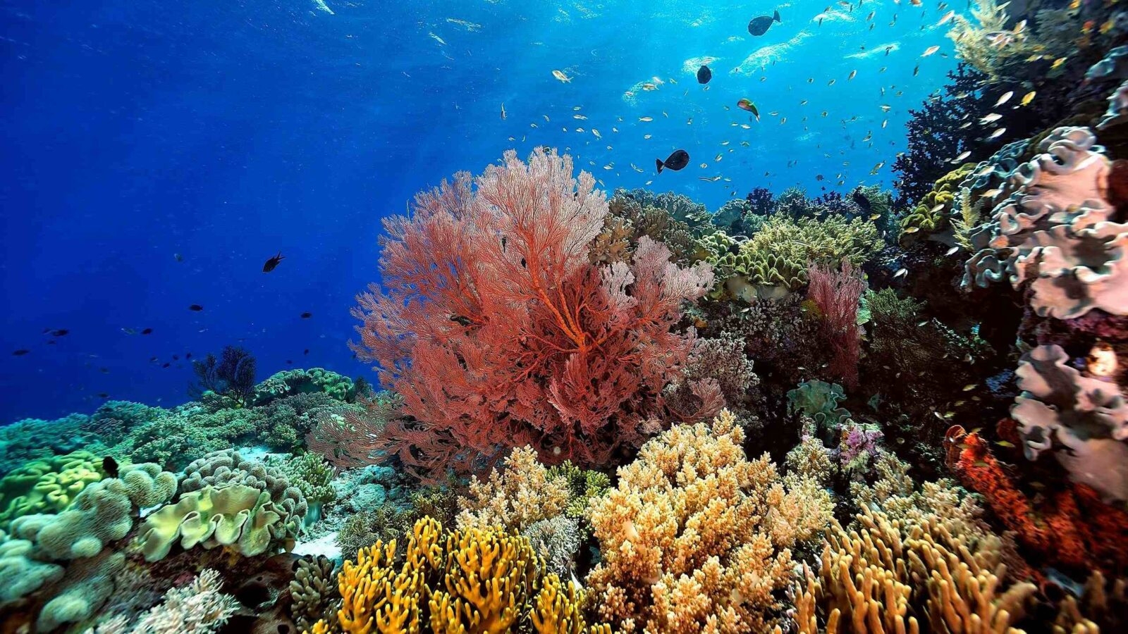 Healthy Coral Reef