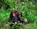 Two chimpanzees seated on the ground of the dense green jungle of the Mahale Mountains, Tanzania
