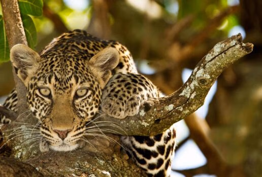 A cheetah rests in Okonjima Nature Reserve in Namibia, a pair of male lions groom each other and a leopard keeps watch from the branches of a tree.