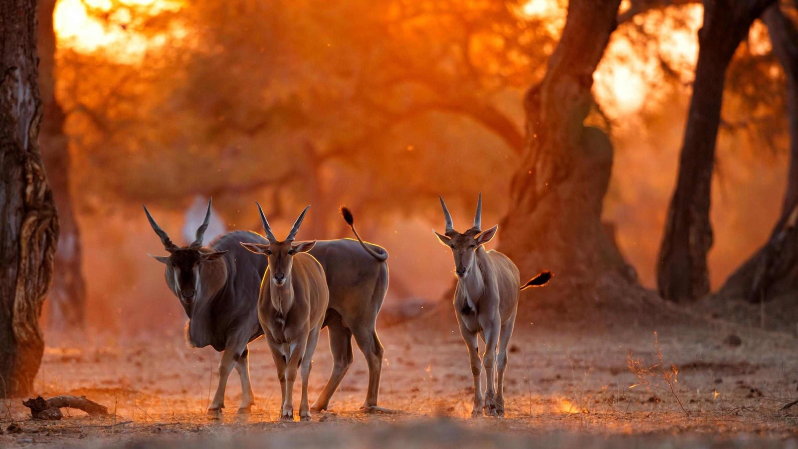 Eland antelope at sunset in Mana Pools National Park in Zimbabwe
