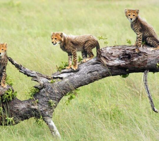 Three cheetah cubs perched on a fallen log in a field on Namibia and Botswana Luxury Tours.
