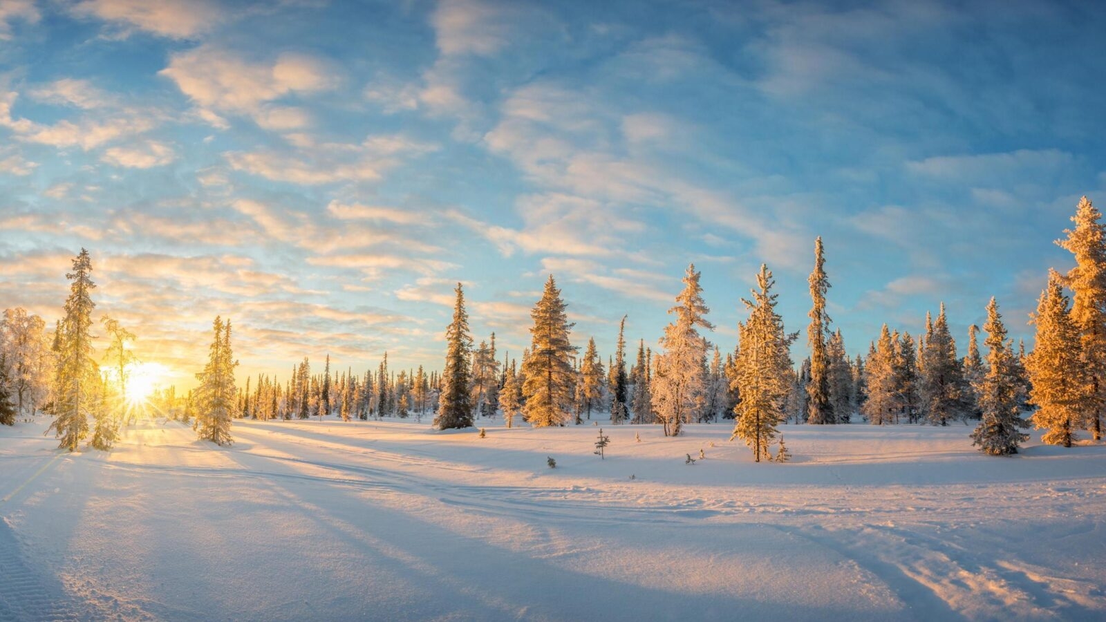 A bright sun rises over a flat, snow-covered landscape filled with frost-covered evergreen trees.