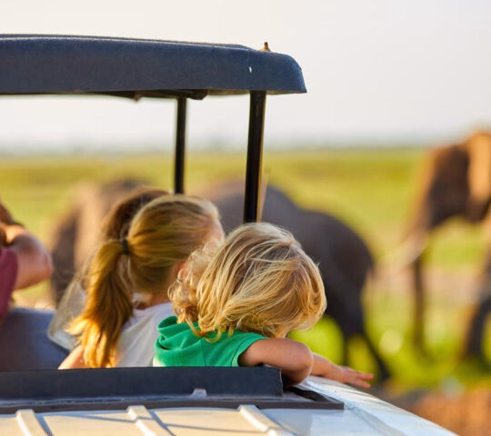 Back view of children in a vehicle looking at elephants in the distance during a sunset safari.