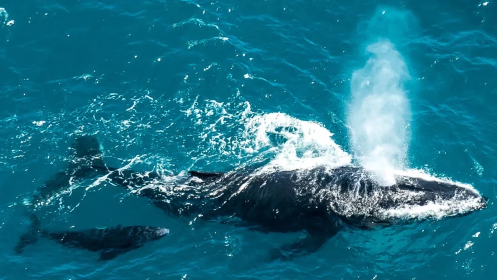 Aerial image of a Humpback Whale breaching