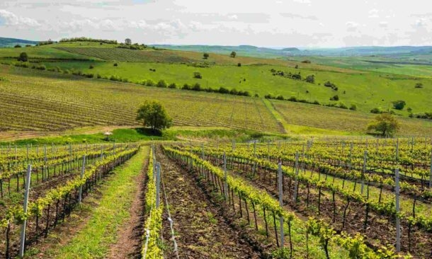 Rows of grapevines in a vineyard stretch into the foreground of rolling green hills and a bright sky.