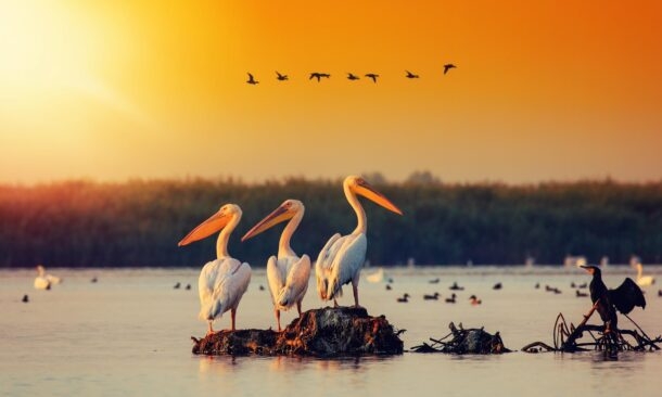 Three large white pelicans stand on a mound in a body of water at sunset, with other birds in the background.