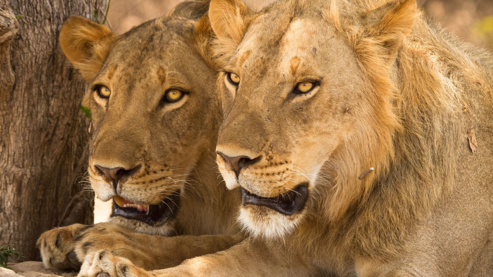 Close-up of two lions resting closely together with their heads side-by-side in a sunlit outdoor environment.