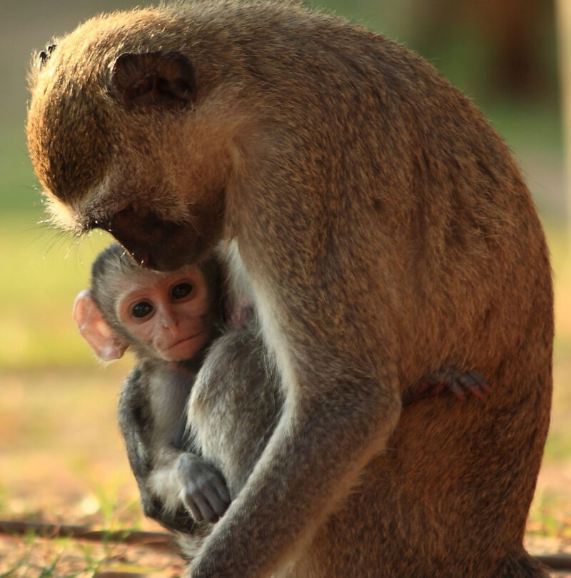 Close-up of an adult monkey holding a baby monkey that is looking forward in a sunlit outdoor area.