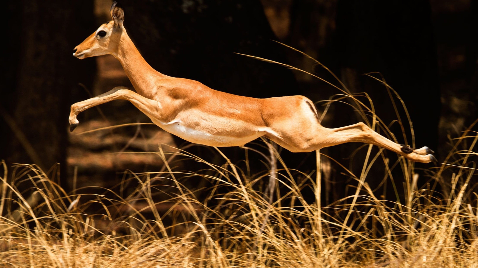 An impala jumping through the air above tall brown grass in a sunlit forest.