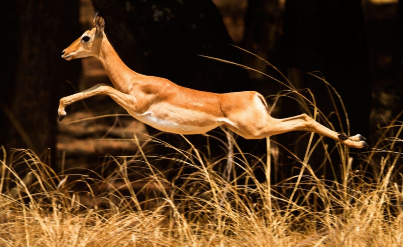 An impala jumping through the air above tall brown grass in a sunlit forest.