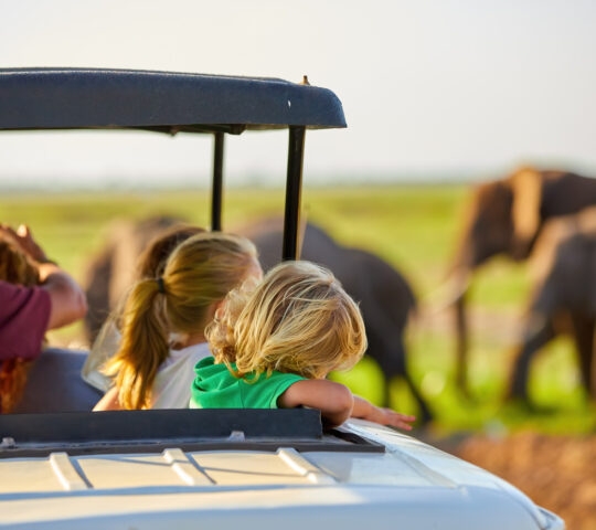 Blonde haired children watching African elephants from roof of a safari car.