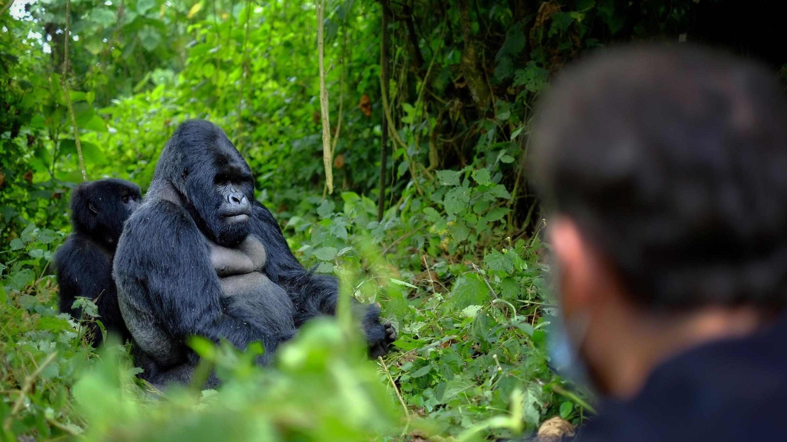 A tourist observing a mountain gorilla