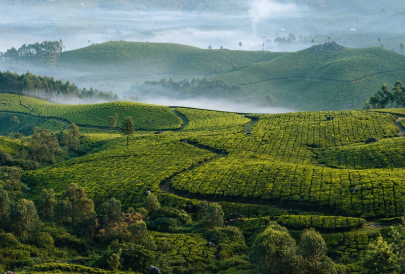 Morning foggy tea plantation in Munnar, Kerala, India. Mountain landscape panorama with mist in the valley.