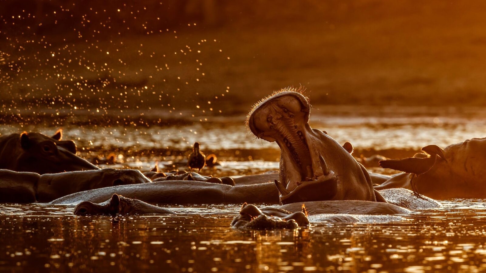 Hippos in Mana Pools, Zimbabwe