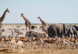 A Luxury Vacation to Namibia