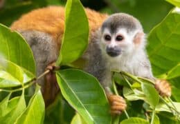 Highlights of Costa Rica and Panama