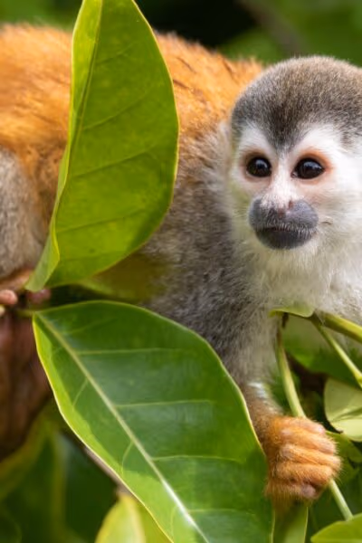 Highlights of Costa Rica and Panama