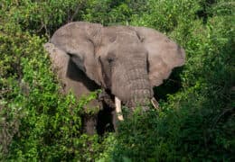 A Private Group Safari to Tanzania