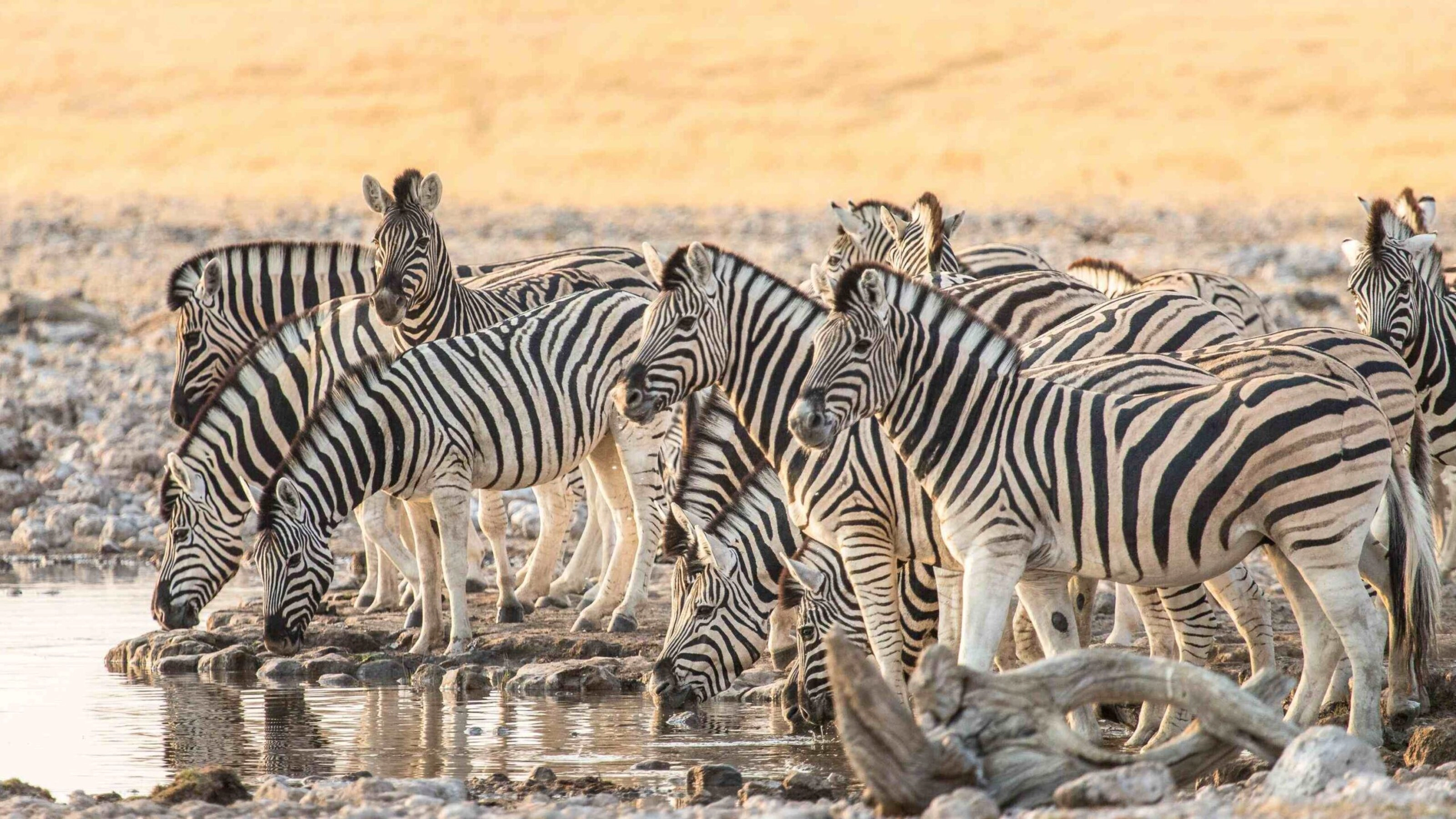 A herd of zebras quenching their thirst at a waterhole in Etosha National Park.