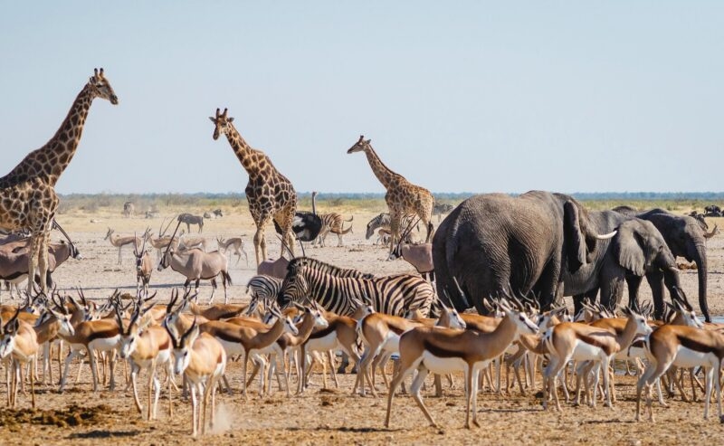 Multiple giraffes, elephants, zebras, and a large herd of springbok gathered in a dry, open landscape.