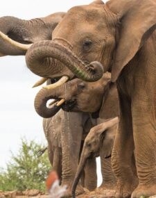 Luxury safaris in Madikwe