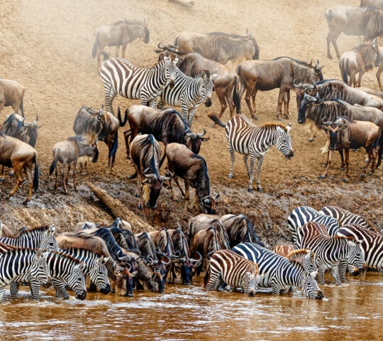 wildebeest and zebra migration scene