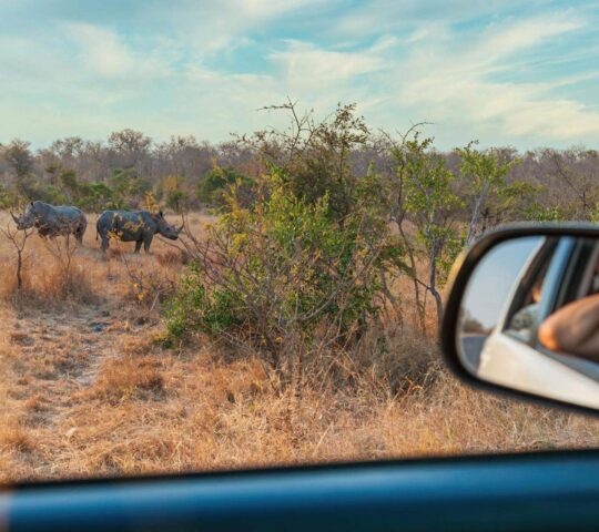 Rhinos grazing in Kruger National Park, South Africa