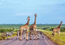 Friends and Family Luxury Southern Africa Adventure Tour