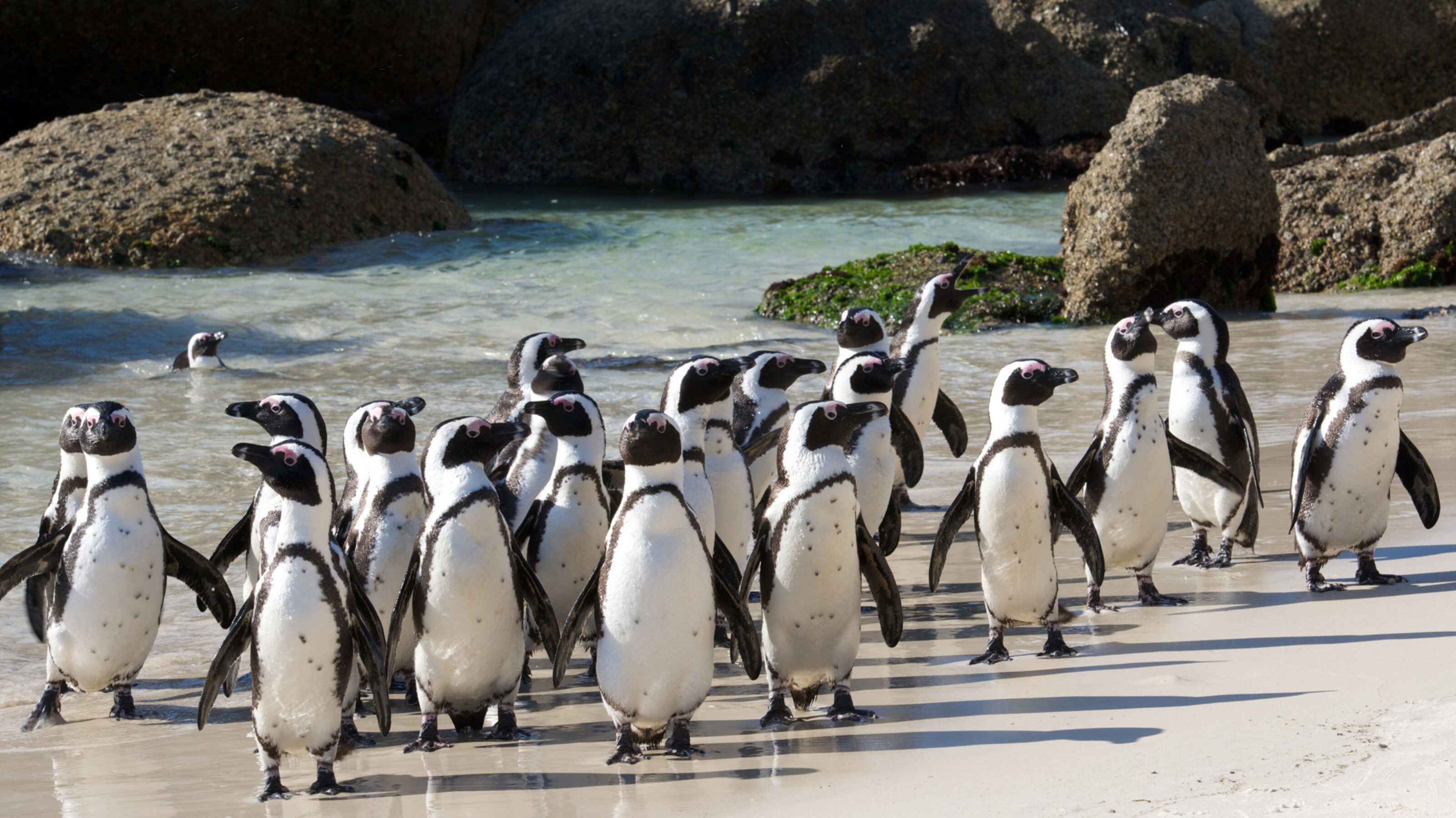 Penguins on Boulders Beach in Cape Town, South Africa