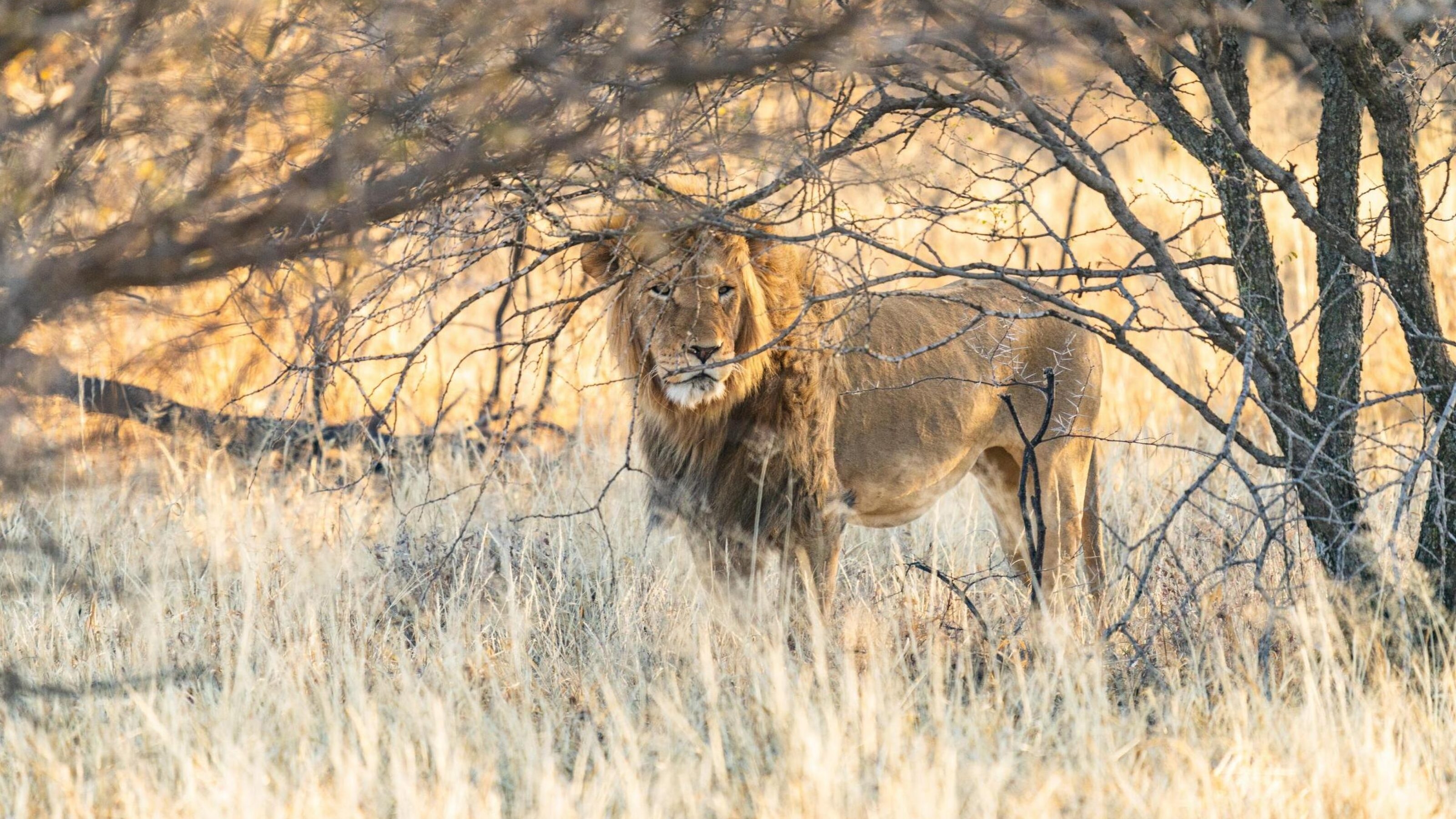 A lion in the grass at Kruger National Park, South Africa