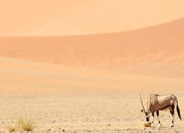 The Kalahari thumbnail