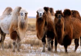 A Family Adventure in Mongolia