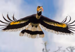 An Indian Wildlife Adventure