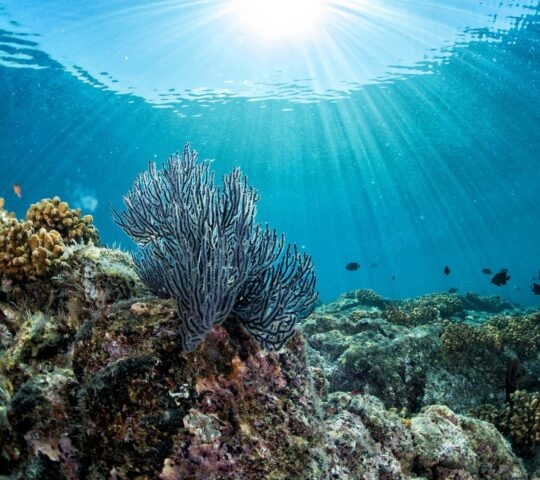 Coral spotted while snorkelling in Indonesia