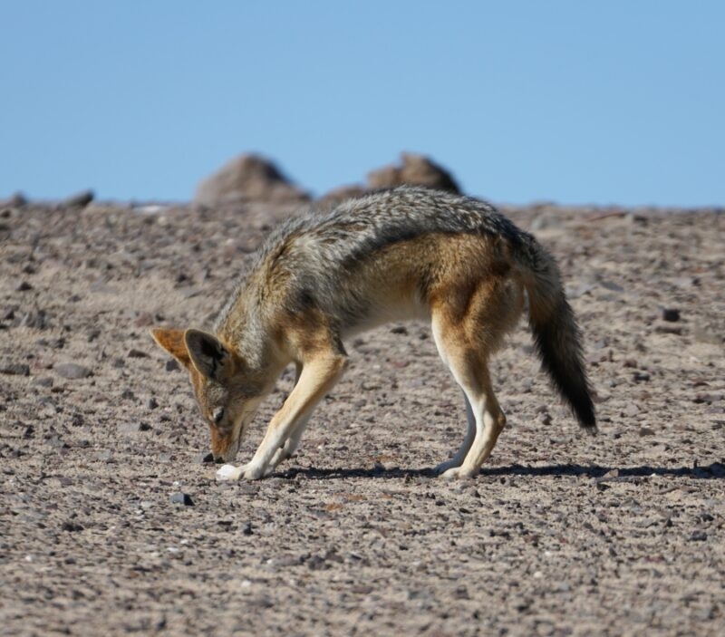 Jackal sniffing the ground in Namibia desert landscape, Damaraland.
