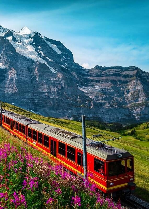 A red and yellow mountain train climbs a green meadow with purple flowers below a massive snow-capped peak.