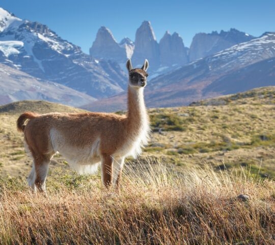 Guanaco in National Park Torres del Paine, Patagonia, Chile