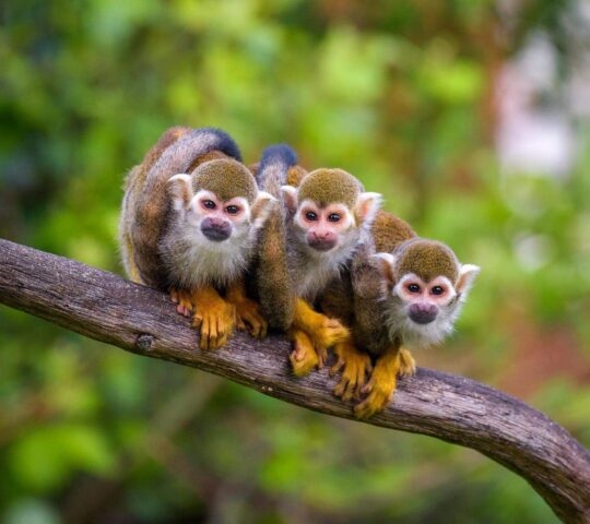 Three common squirrel monkeys sitting on a tree branch